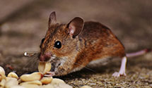 24 Hour & Emergency Exterminators in Garden Grove, CA